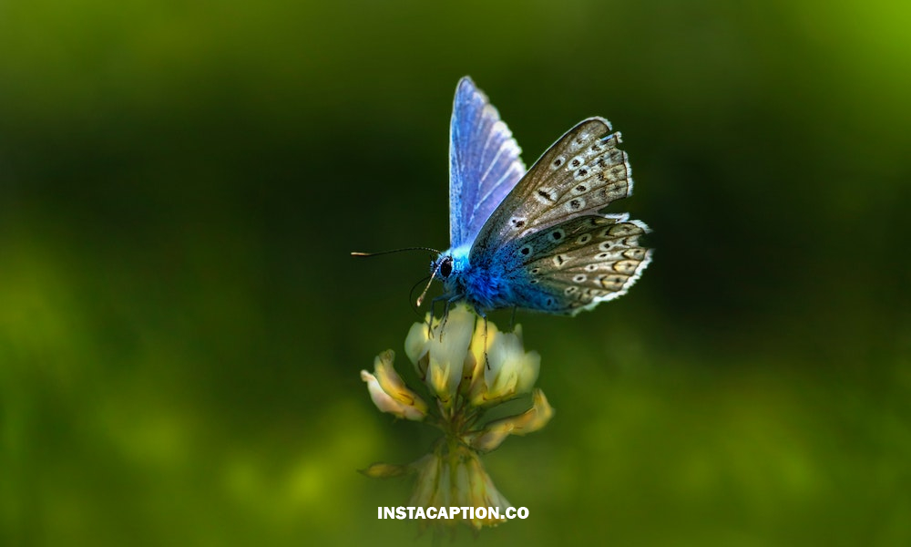 Butterfly Captions For Instagram