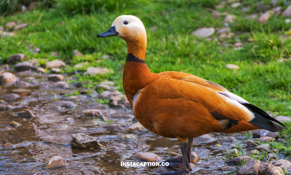 Duck Hunting Captions For Instagram