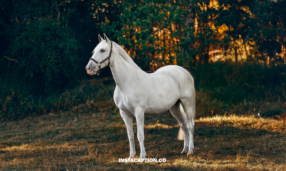 Horse Captions For Instagram