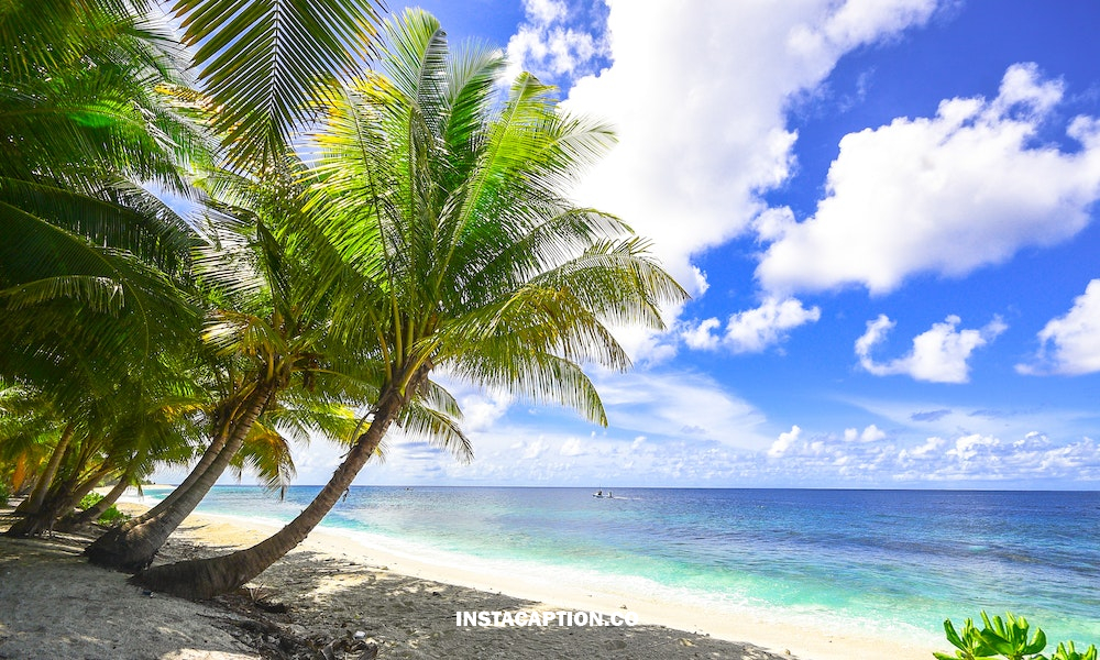 Palm Tree Captions And Quotes For Instagram