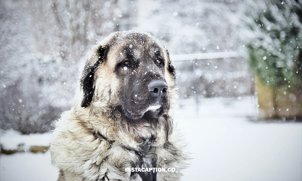 Snow Dog Captions For Instagram
