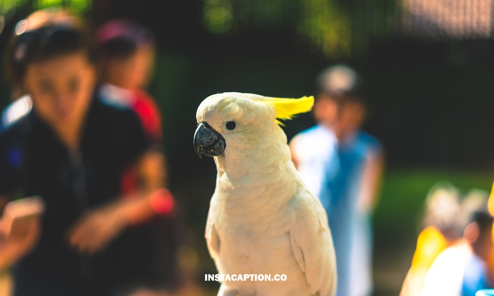 Zoo Captions For Instagram