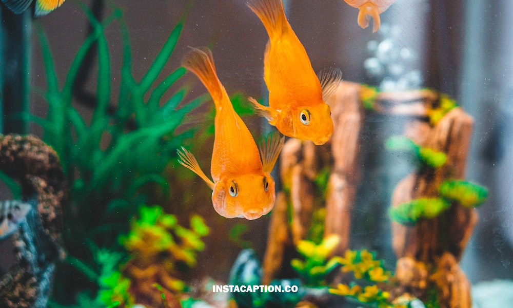 Fish Tank Captions For Instagram
