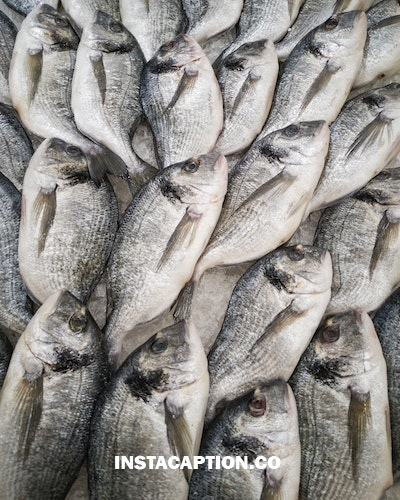 Seafood Captions For Instagram