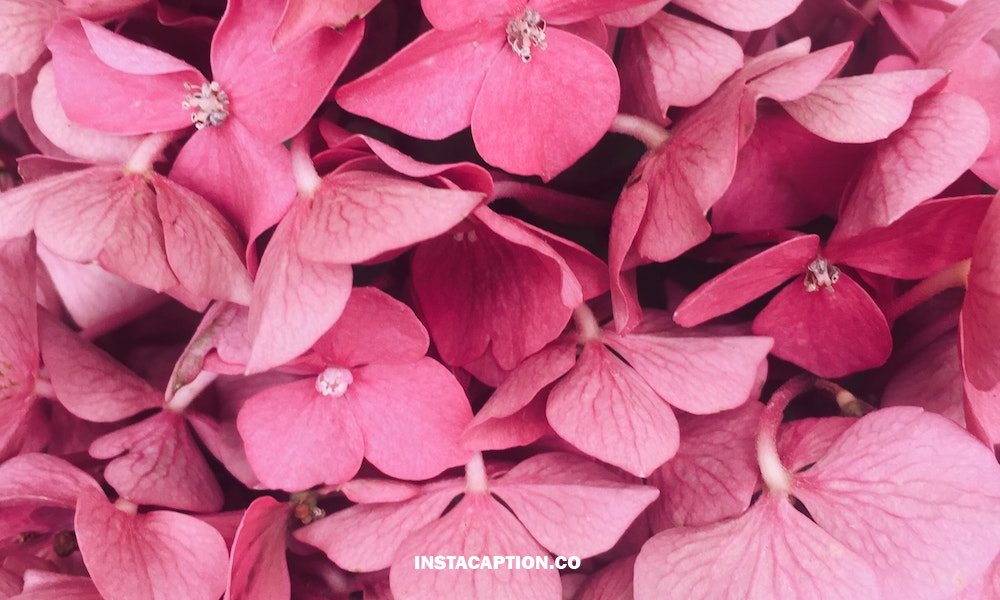 Pink Captions For Instagram