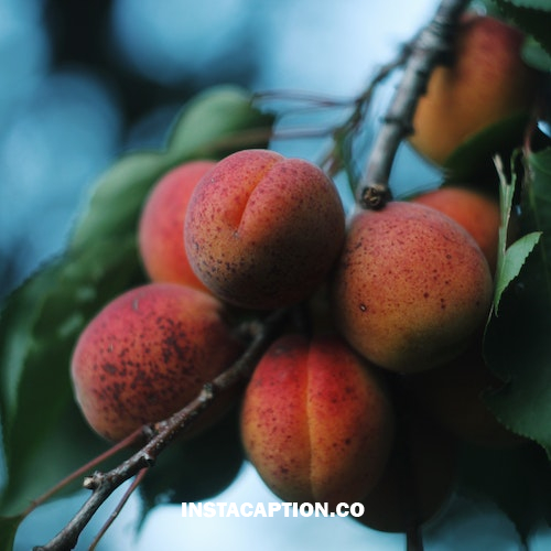 Fruit Bowl Captions For Instagram