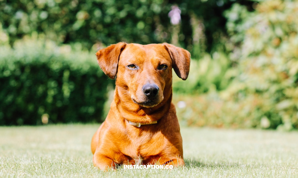 Dachshund Captions For Instagram