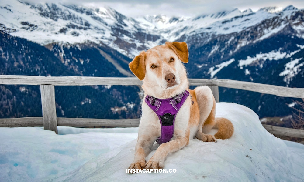 Dog Captions For Instagram