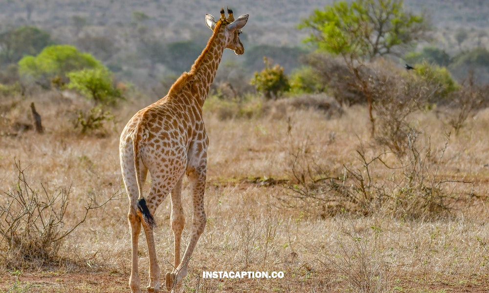 Giraffe Captions For Instagram