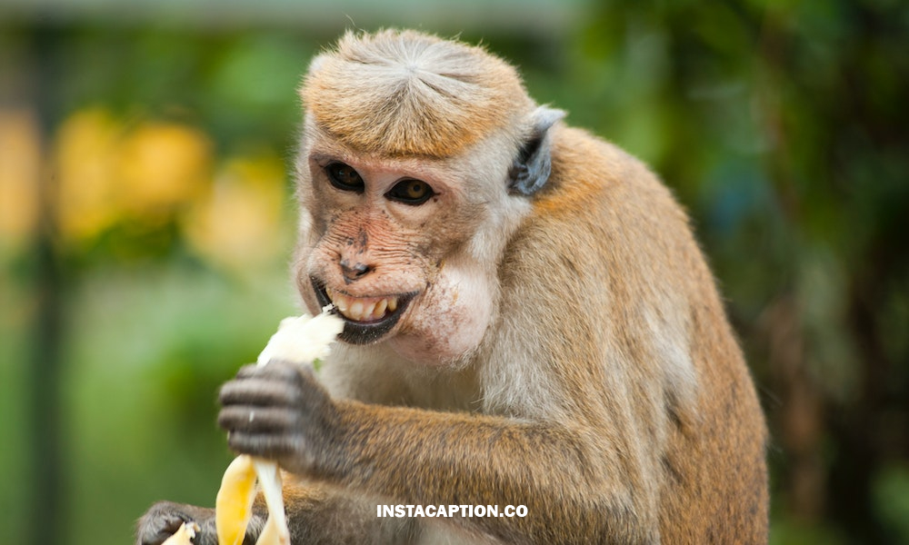 Monkey Captions For Instagram