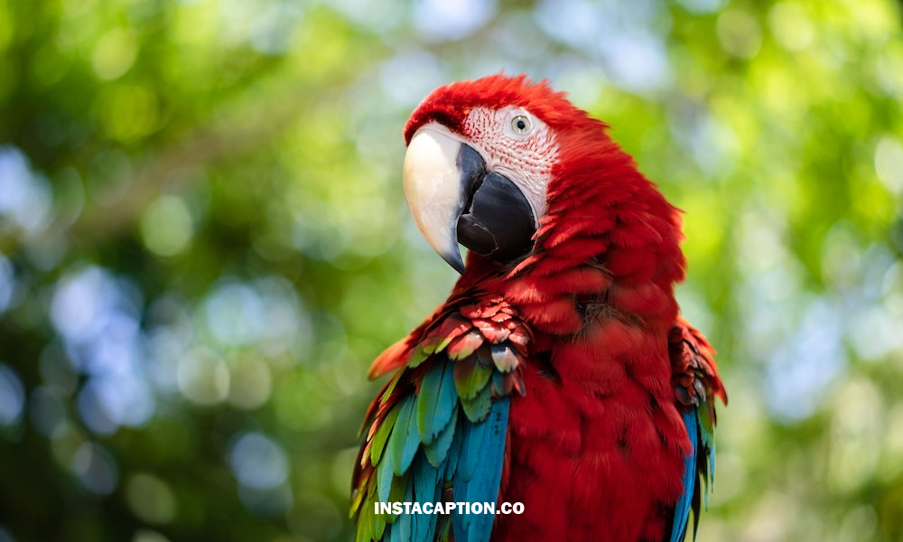 Parrot Captions For Instagram