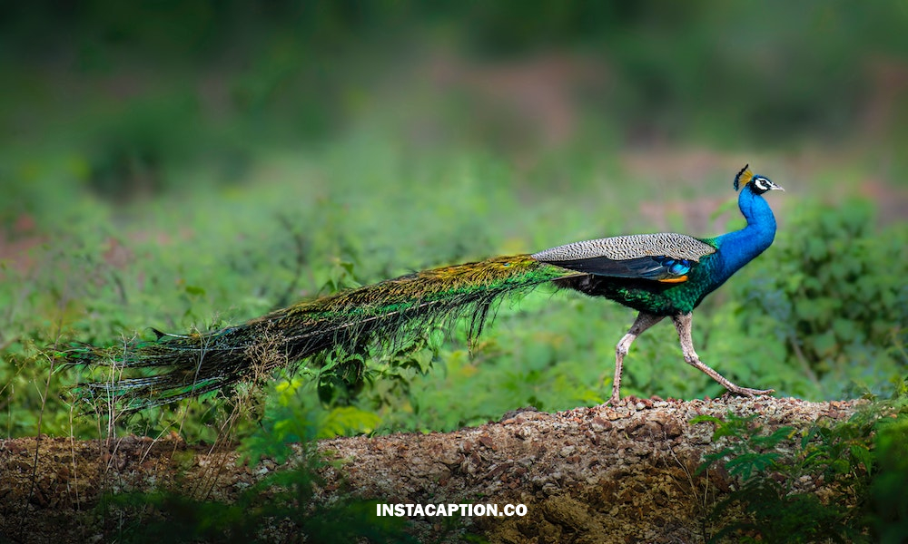 Peacock Captions For Instagram