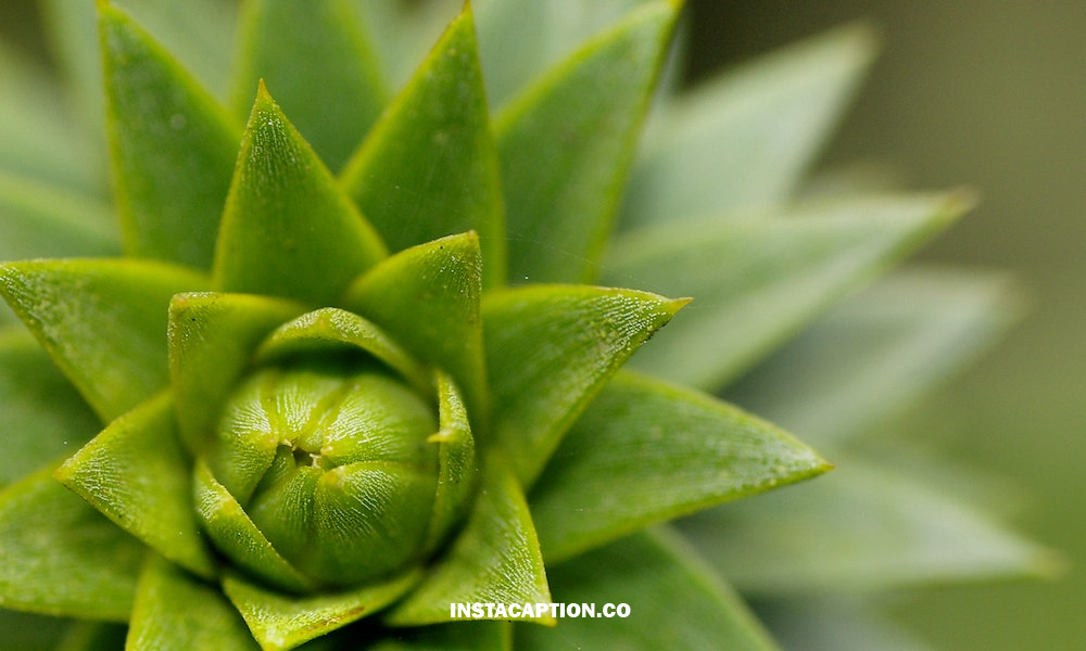 Plant Captions For Instagram