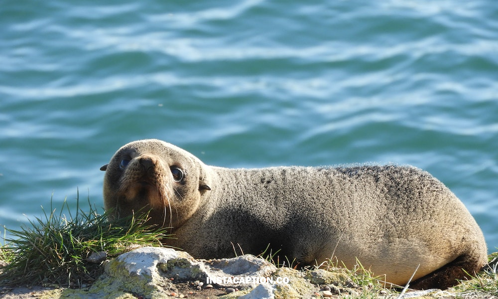 Sea Lion Captions For Instagram