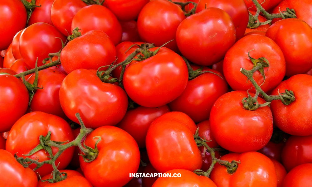 Tomato Captions For Instagram