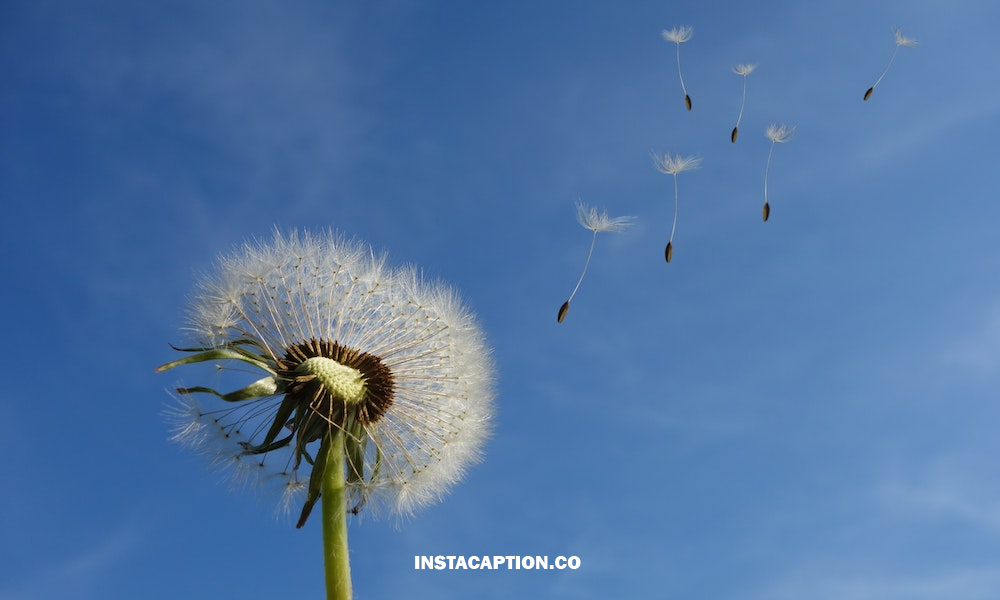 Wind Captions For Instagram