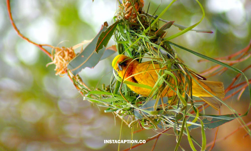 Bird Nest Captions For Instagram