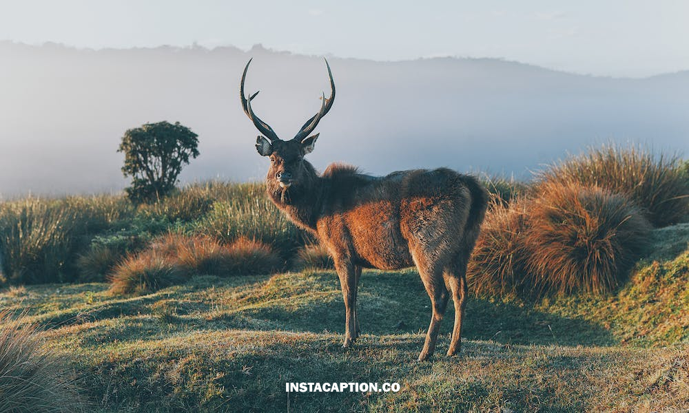 Deer Hunting Captions For Instagram