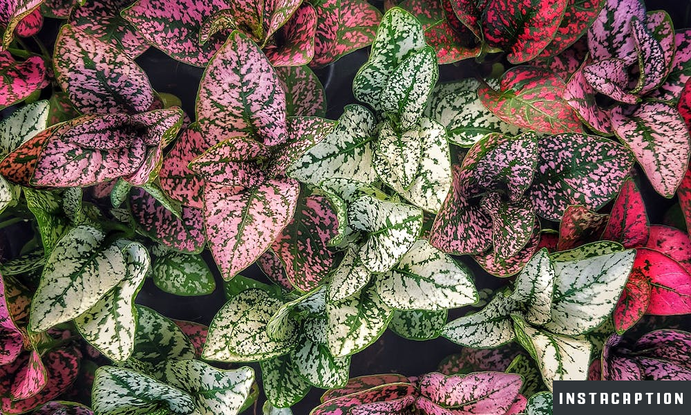 Dumb Captions For Instagra