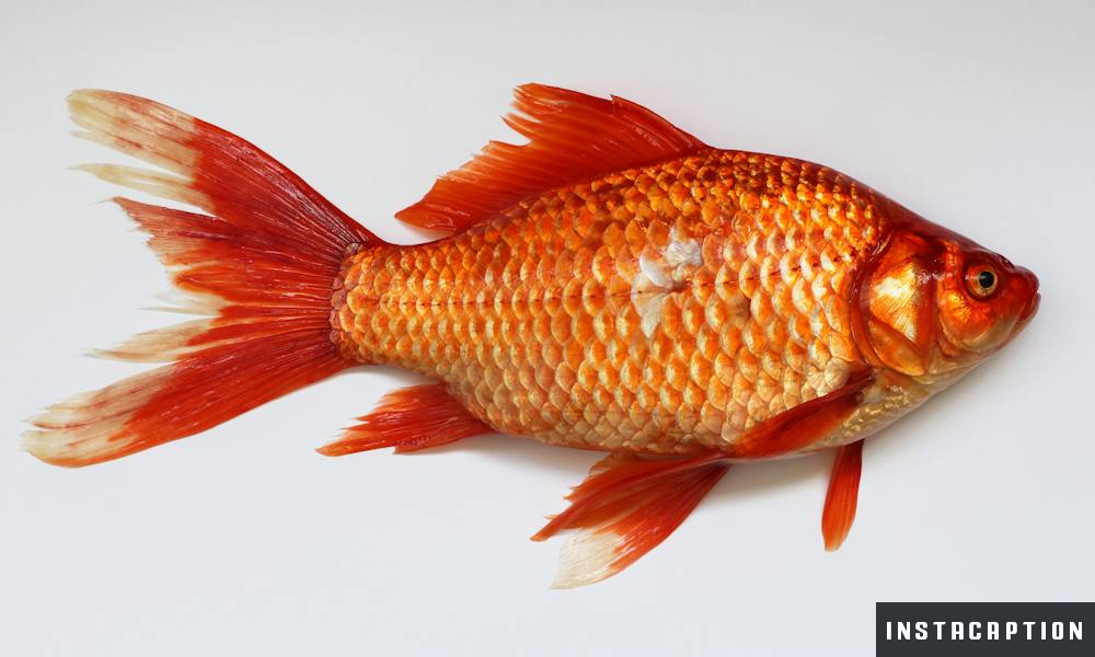 Fish Captions For Instagram