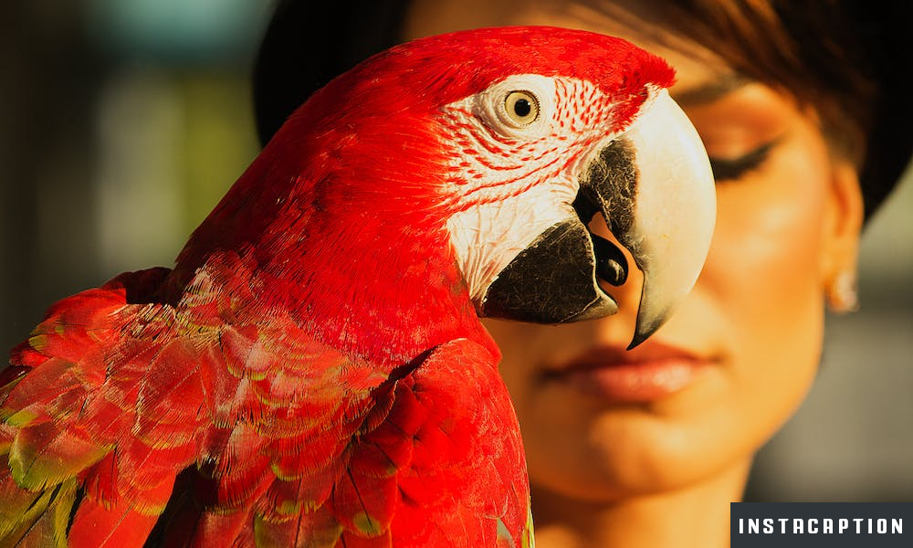 Pet Bird Captions For Instagram