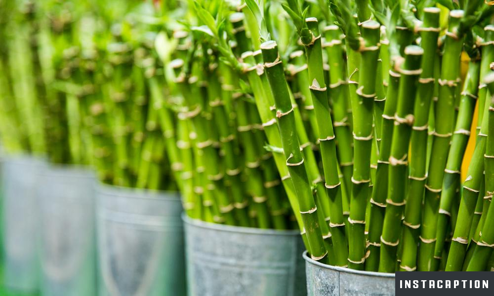 Bamboo Captions For Instagram