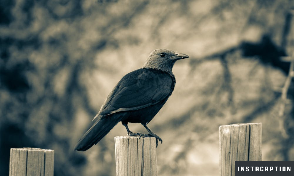 Crow Captions For Instagram