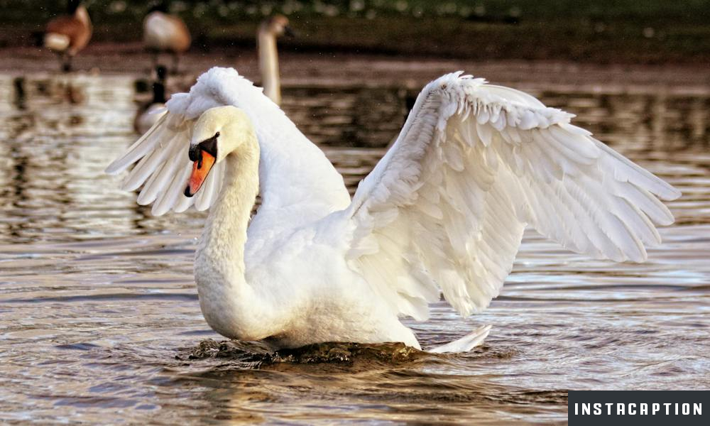 Graceful Captions For Instagram