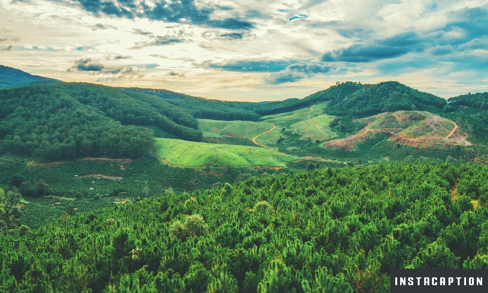 Greenery Captions For Instagram