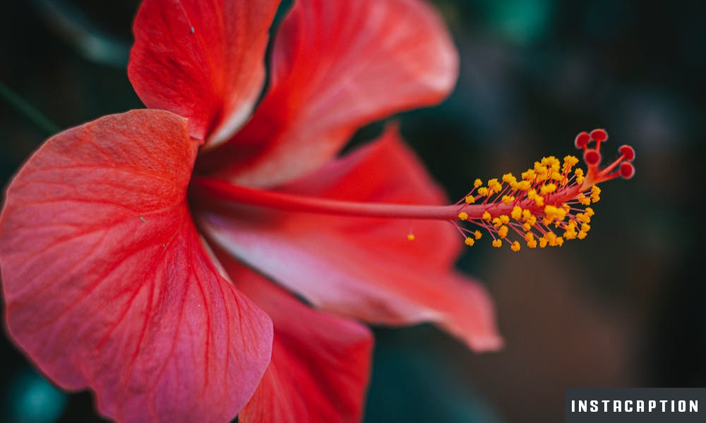 Hibiscus Flower Captions For Instagram