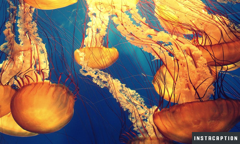 Jellyfish Captions For Instagram