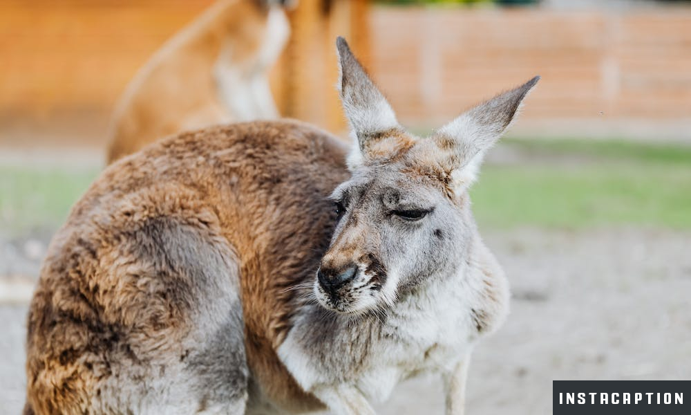 Kangaroo Captions For Instagram