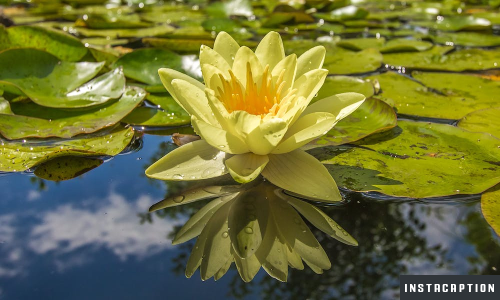 Lily Flower Captions For Instagram