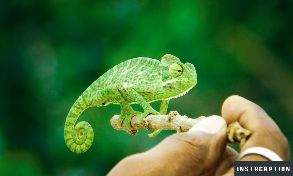 Lizard Captions For Instagram