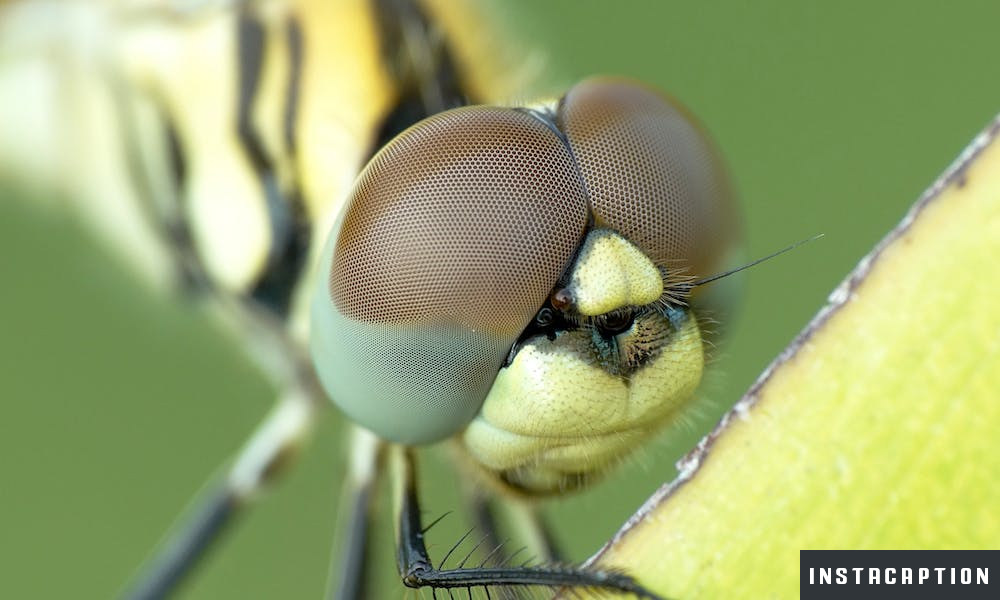 Macro Photography Captions For Instagram