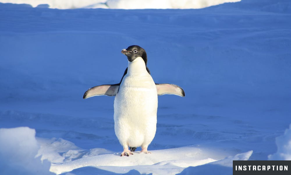 Penguin Captions For Instagram