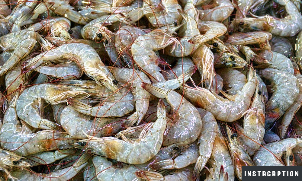 Prawns Captions For Instagram