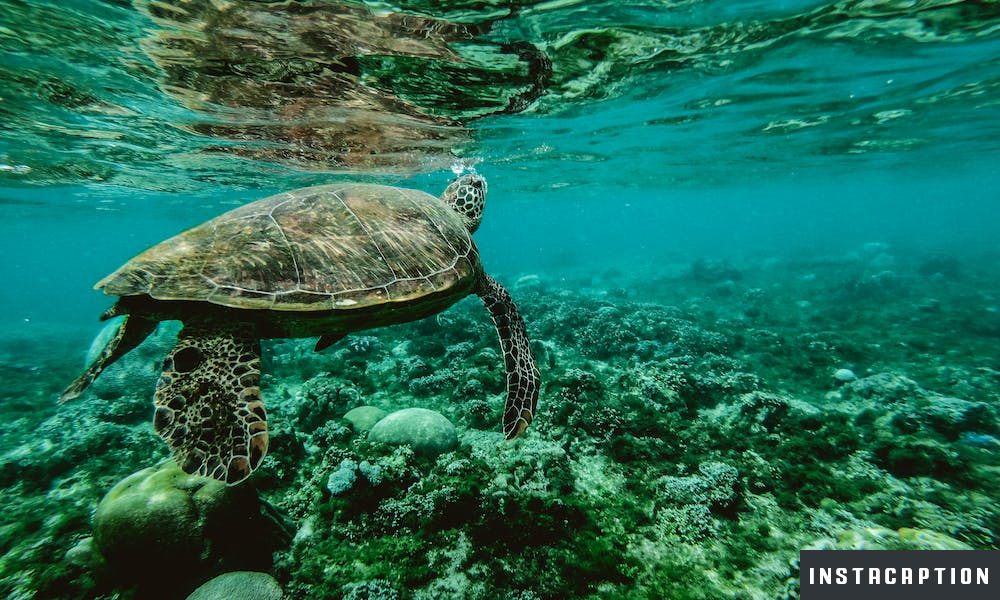 Turtle Captions For Instagram