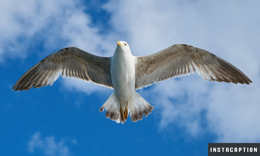 Wings Captions For Instagram