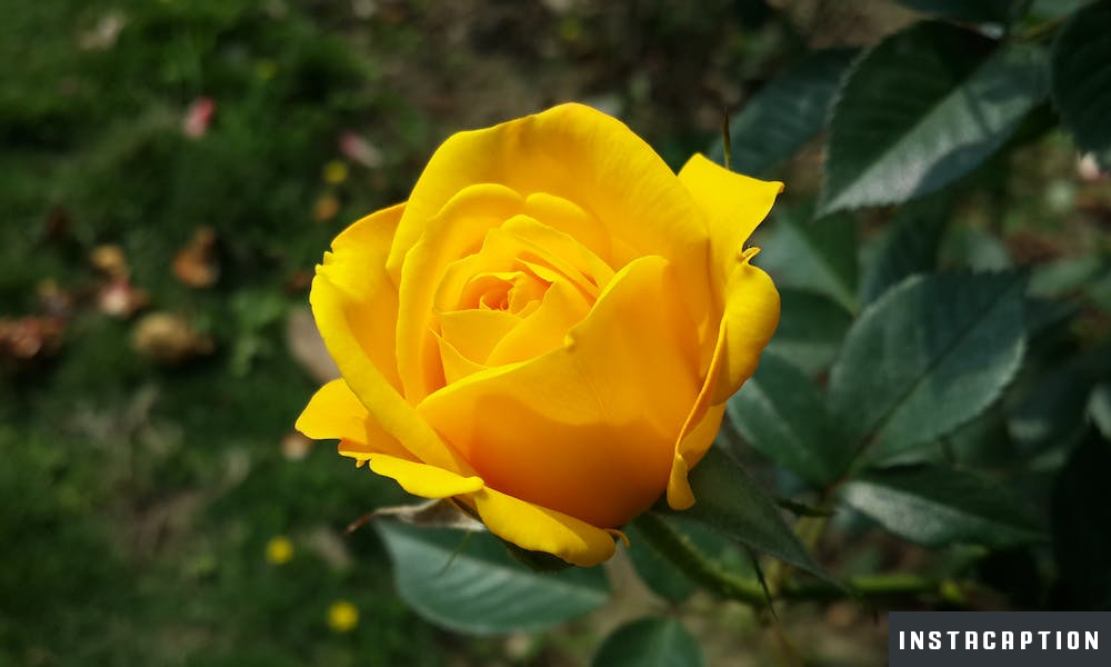 Yellow Rose Captions For Instagram