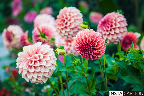 Dahlia Captions For Instagram