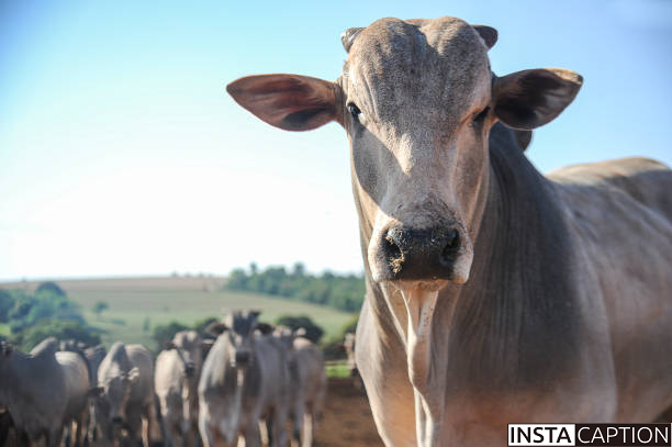 Ranch Captions For Instagram