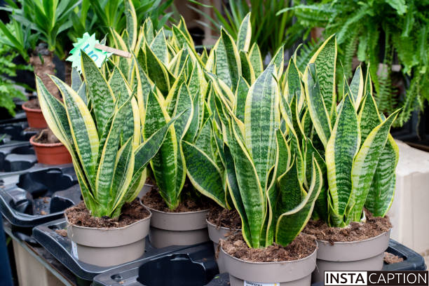 Snake Plant Captions For Instagram